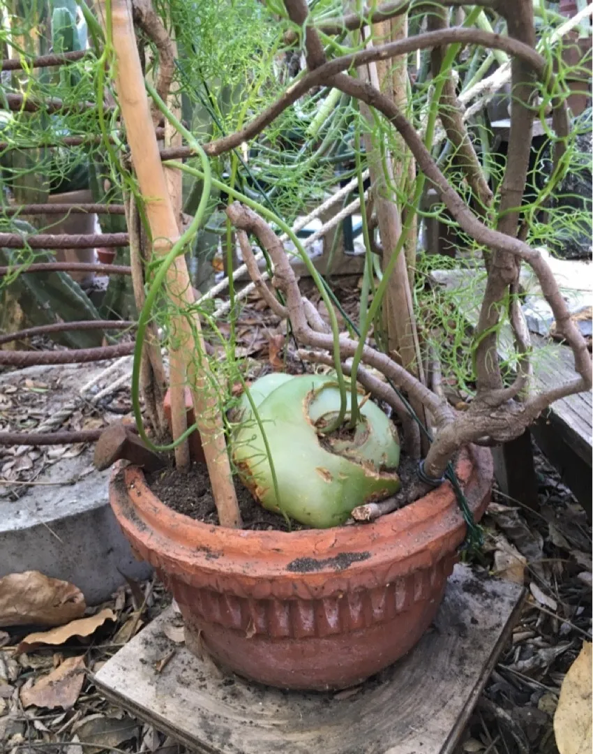 ソウカクデン(蒼角殿)の判定方法 (Bowiea volubilis) ソウカクデン(蒼角殿)の判定方法 (Bowiea volubilis)