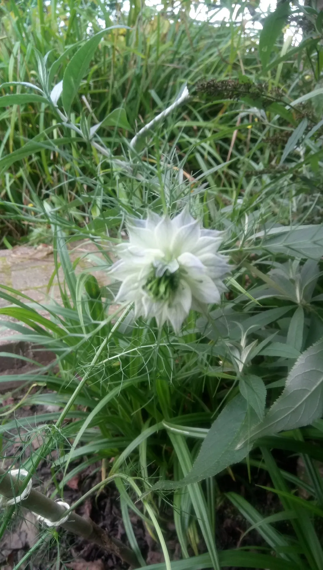 ニゲラの判定方法 (Nigella damascena)
