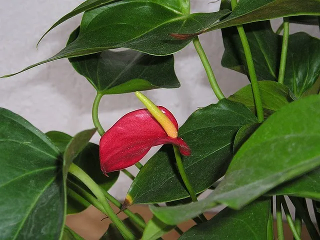 Ist Kleine Flamingoblume giftig?