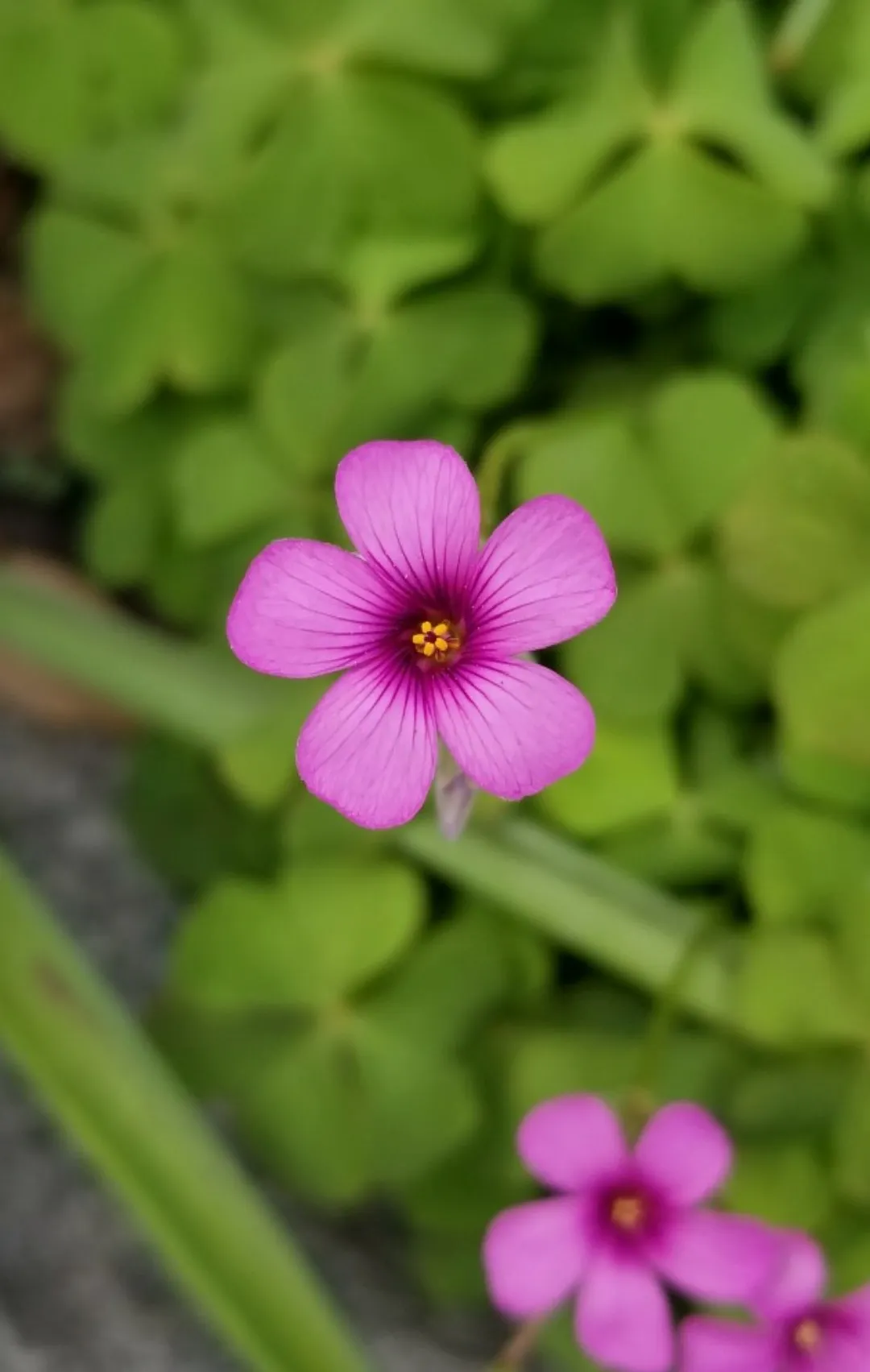 Como identificar Azedinha-de-flores-vermelhas (Oxalis articulata)