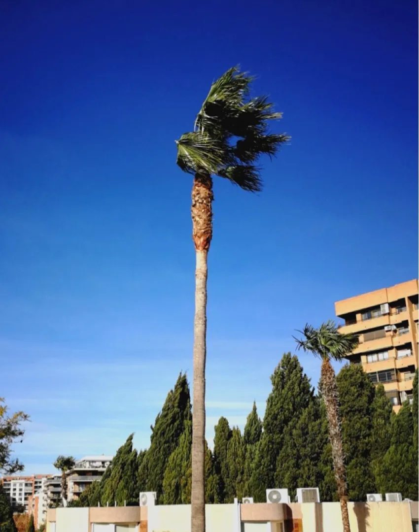 ワシントンヤシモドキの判定方法 (Washingtonia robusta)
