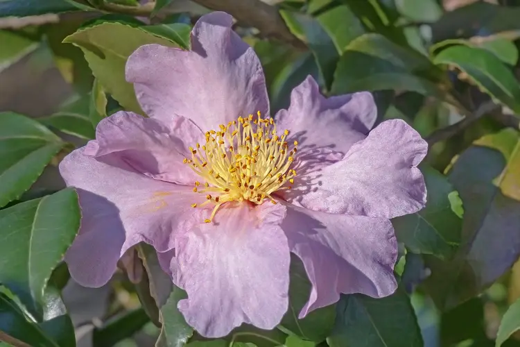 Tea-oil camellia 'Winter's Star'