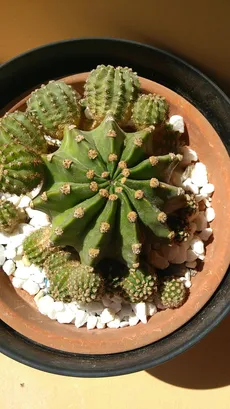サボテン　エキノシプス・オキシゴナ　旺盛丸　群生　鉢ごと サボテン エキノシプス・オキシゴナ 旺盛丸 群生 鉢ごと 観葉植物