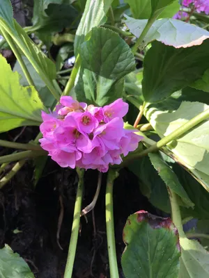 Dickblatt-Bergenie - Bergenia crassifolia (Pflege, Merkmale, Blume, Bilder)