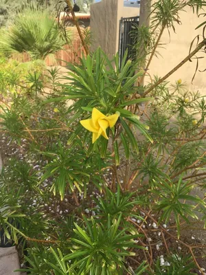 How to Grow and Care for Yellow oleander