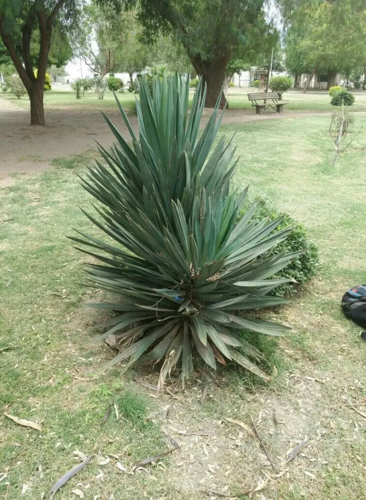 アツバキミガヨラン（厚葉君が代蘭）の判定方法 (Yucca gloriosa)