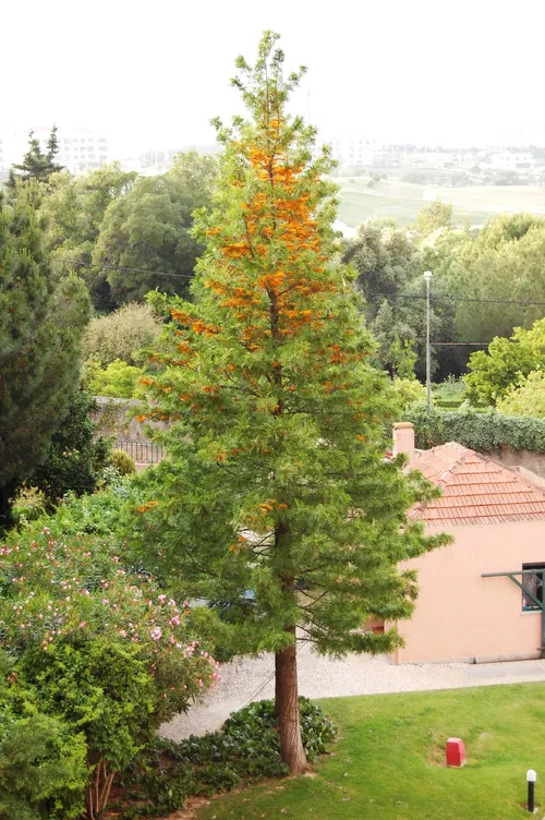 Ist Australische Silbereiche giftig?