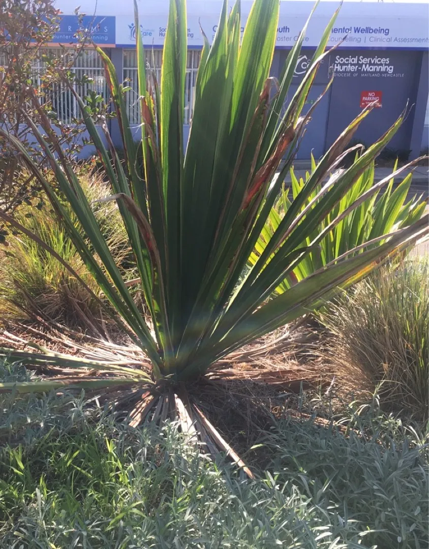 アツバキミガヨラン（厚葉君が代蘭）の判定方法 (Yucca gloriosa)