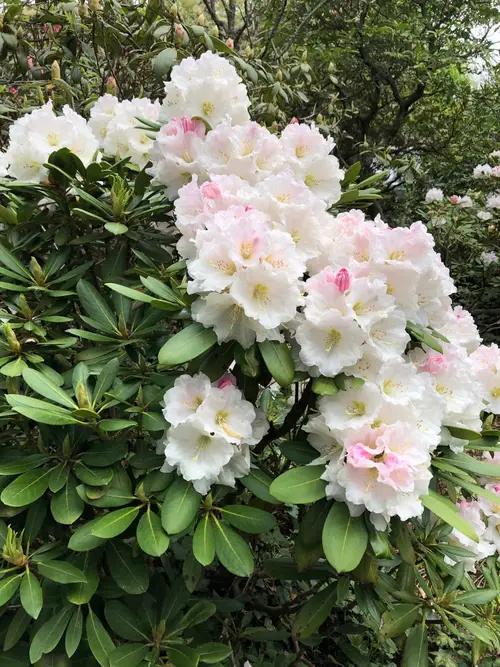 Rhododendron 'Nestucca'