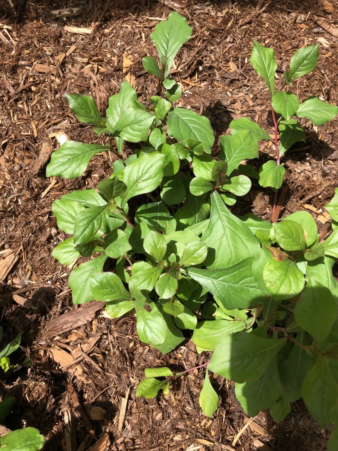 So identifizierst du Kriechende Hornnarbe (Ceratostigma plumbaginoides)
