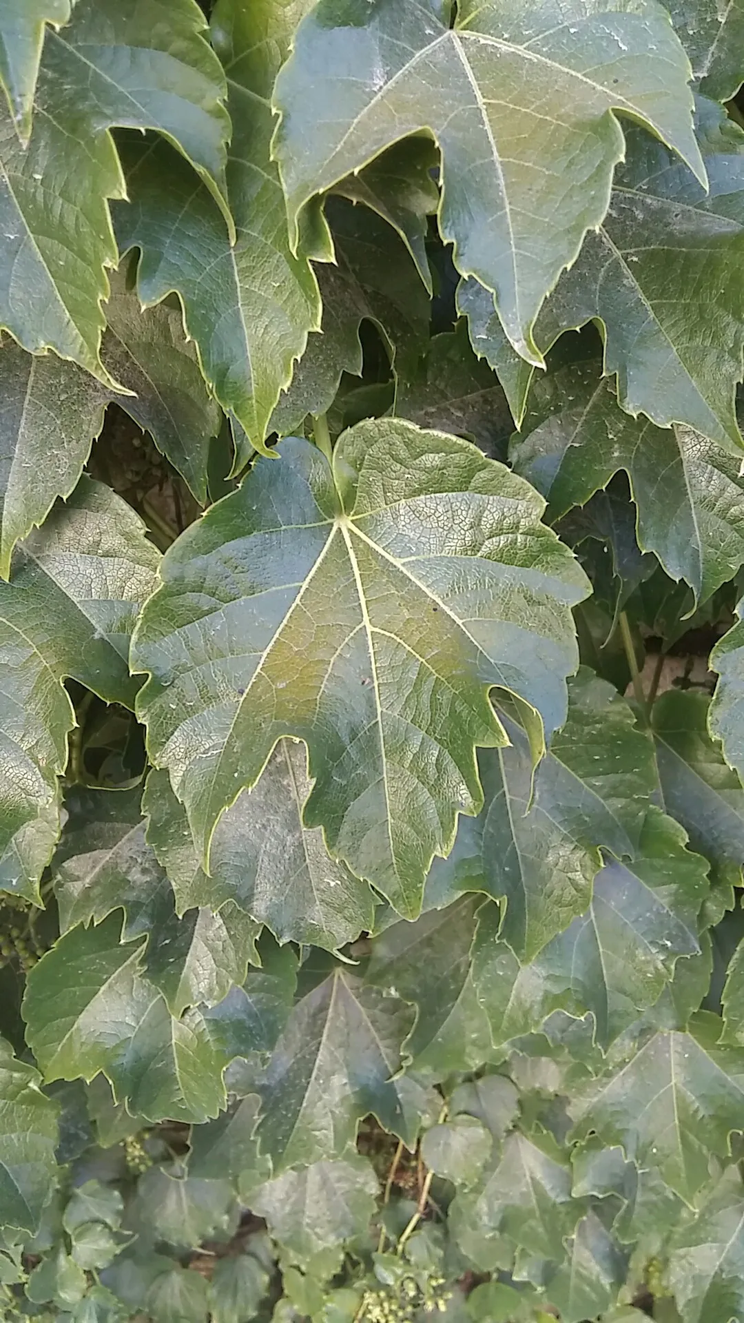 ツタ（蔦）の判定方法 (Parthenocissus tricuspidata)
