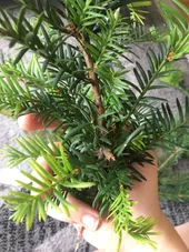 So identifizierst du Kanadische Eibe (Taxus canadensis)