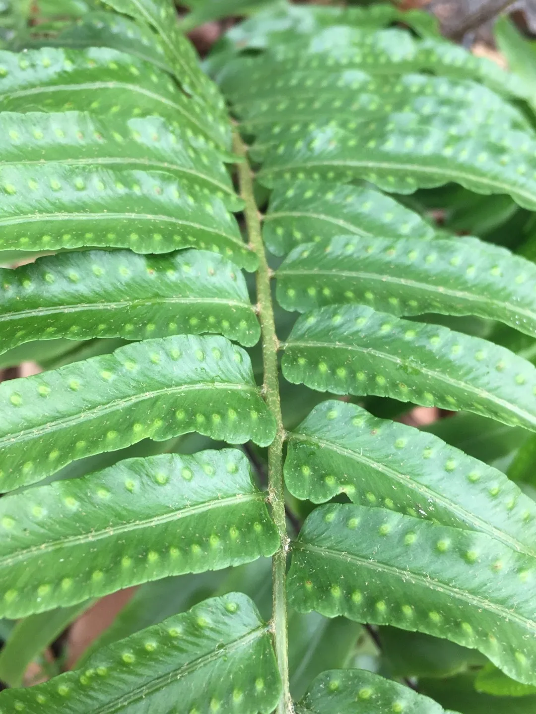 特大　鳳尾貫衆　ホウビカンジュ ホウビカンジュ（鳳尾貫衆）の判定方法 (Nephrolepis biserrata)