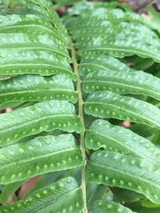 ホウビカンジュ（鳳尾貫衆）の育て方・栽培方法