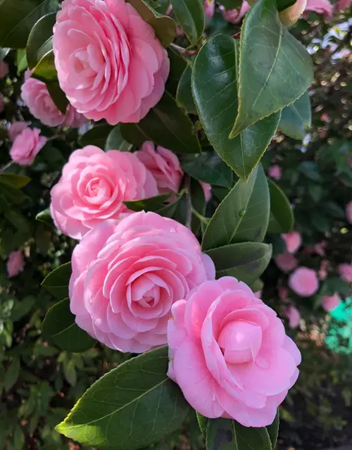 Japanese camellia 'Pink Perfection'