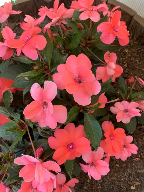 Touch-me-nots 'Sunpatiens Spreading Shell Pink'