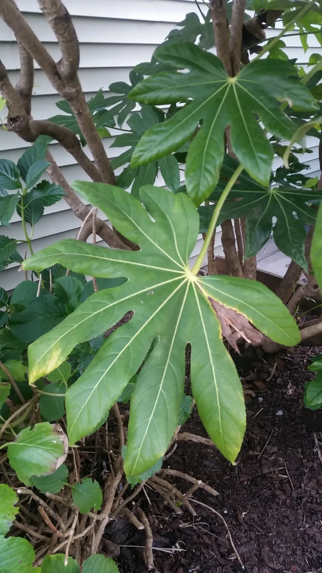 ヤツデの判定方法 (Fatsia japonica)