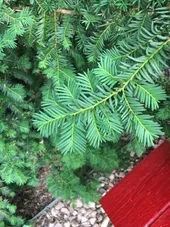 So identifizierst du Pazifische Eibe (Taxus brevifolia)