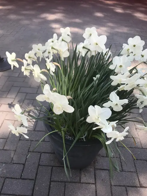 Daffodils 'Misty Glen'