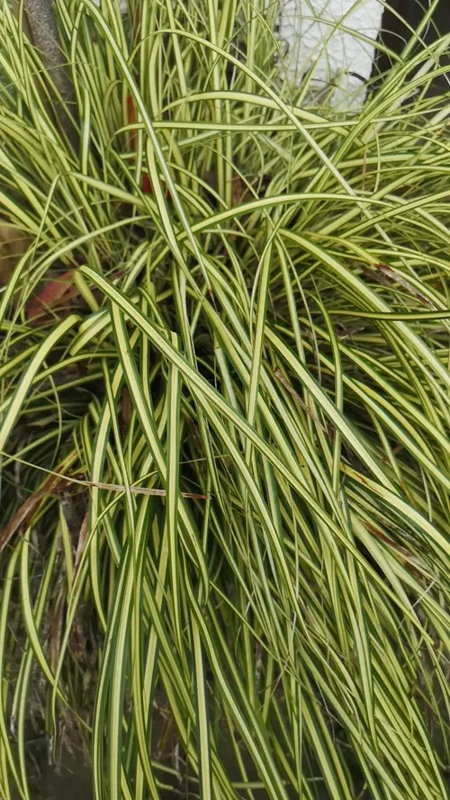 Carex brunnea 'Jenneke'