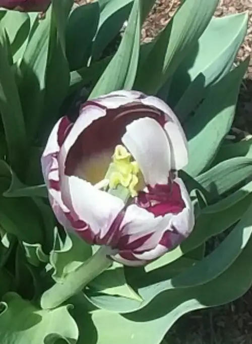 Tulips 'Rem's Favorite'