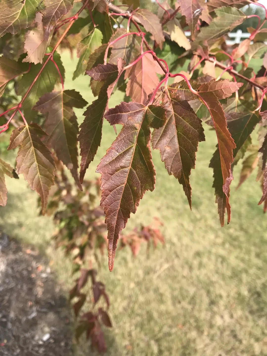 カラコギカエデ（鹿子木楓）の判定方法 (Acer tataricum subsp. ginnala)