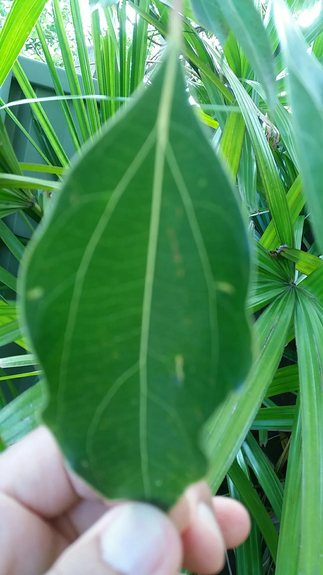 So identifizierst du Ceylon-zimtbaum (Cinnamomum verum)