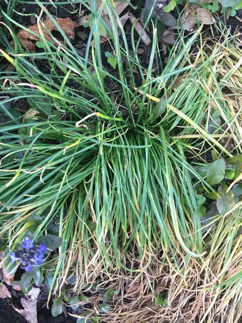 Carex pédonculé