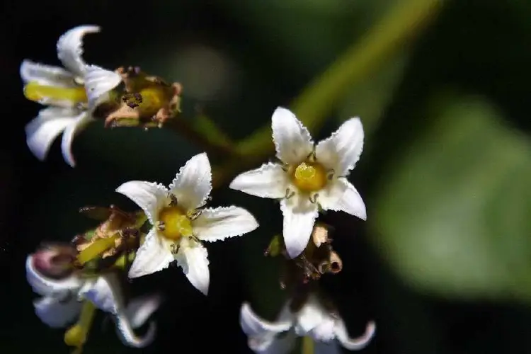 Fauria crista-galli subsp. crista-galli