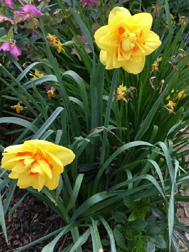Daffodils 'Tamar Fire'