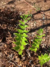 オニヤブソテツ（鬼藪蘇鉄）の判定方法 (Cyrtomium falcatum)