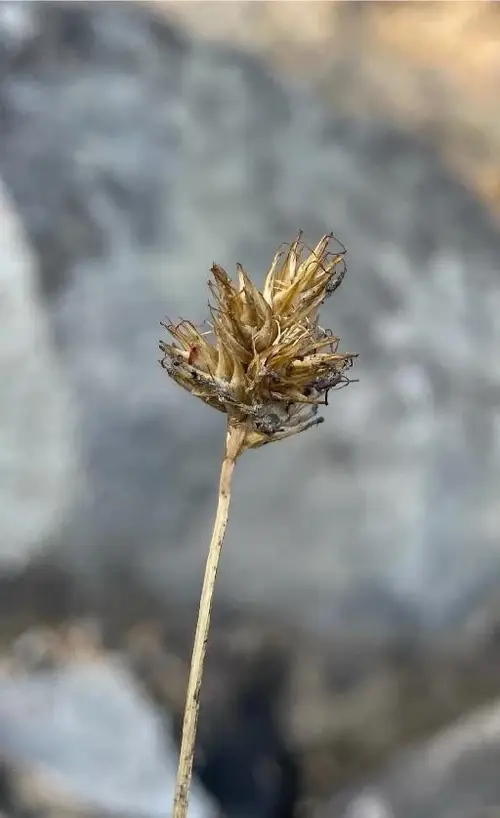 Carex à tête brune