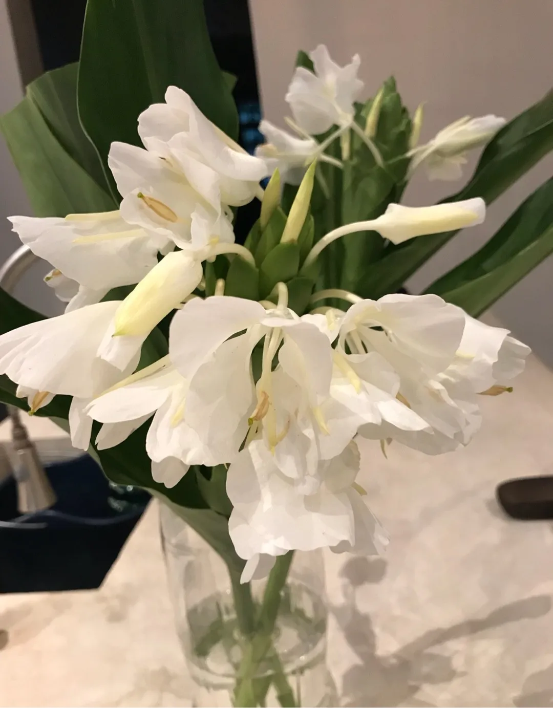 Rizoma Di Hedychium Coronarium (Giglio Zenzero Bianco) - Pianta Farfalla Himalayana
