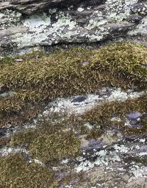 Ciliate hedwigia moss