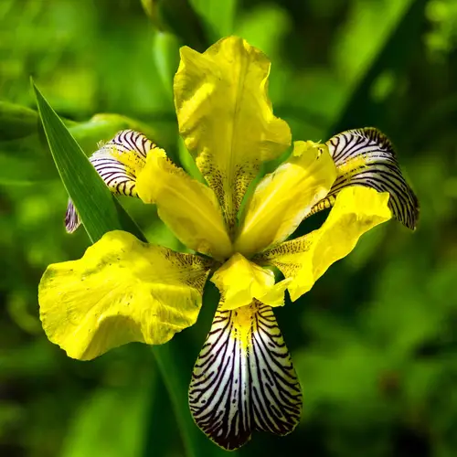 Iris panaché