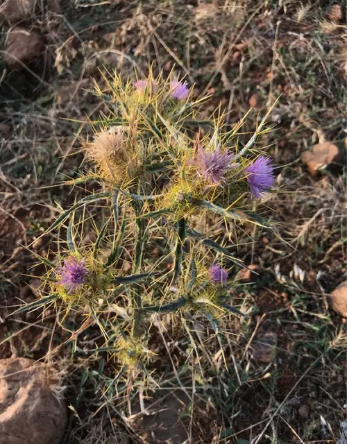 Soldier thistle