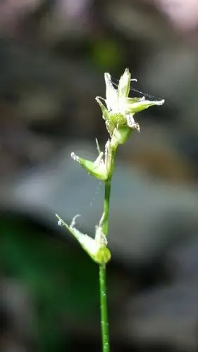 Carex texensis