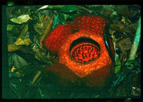 Rafflesia tuan-mudae