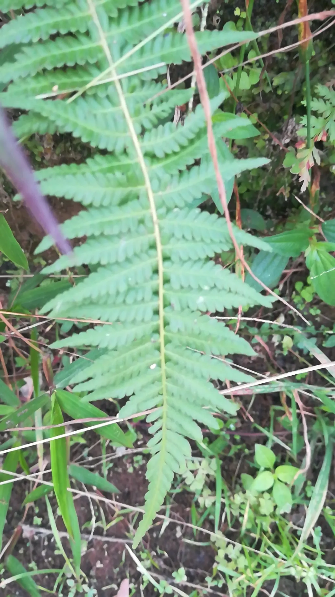 セイヨウオシダ（西洋雄羊歯）の判定方法 (Dryopteris filix-mas)
