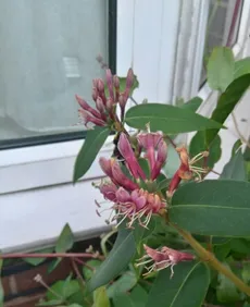 How to Grow and Care for Henry's honeysuckle