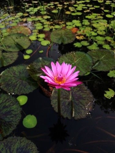 Are Lotus Flowers Toxic to Cats: Essential Facts