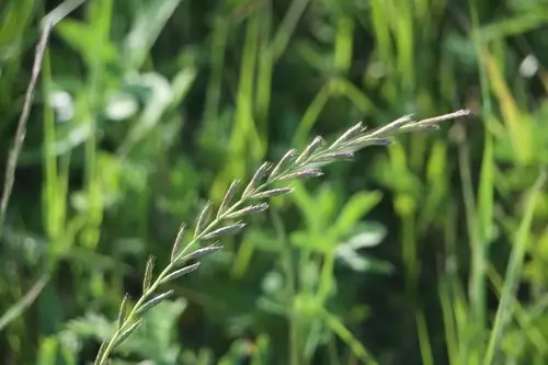 Ray-grass d'italie