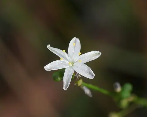 Pale grass lily