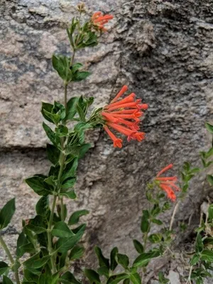 Wie man Bouvardia ternifolia anbaut und pflegt