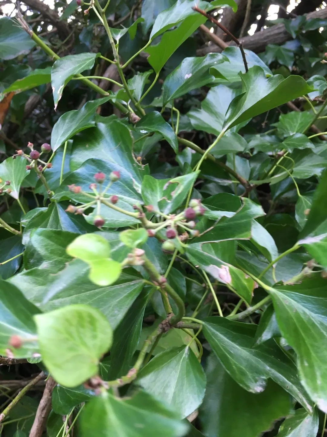 How to identify Japanese ivy (Hedera rhombea)
