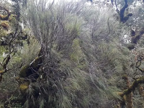 Needle-leaf grass tree