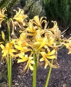 How to Grow and Care for Golden spider-lily