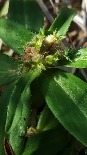 Prairie mexican clover