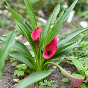 Cala rosa - Zantedeschia rehmannii (Cuidado, Características, Flor ...