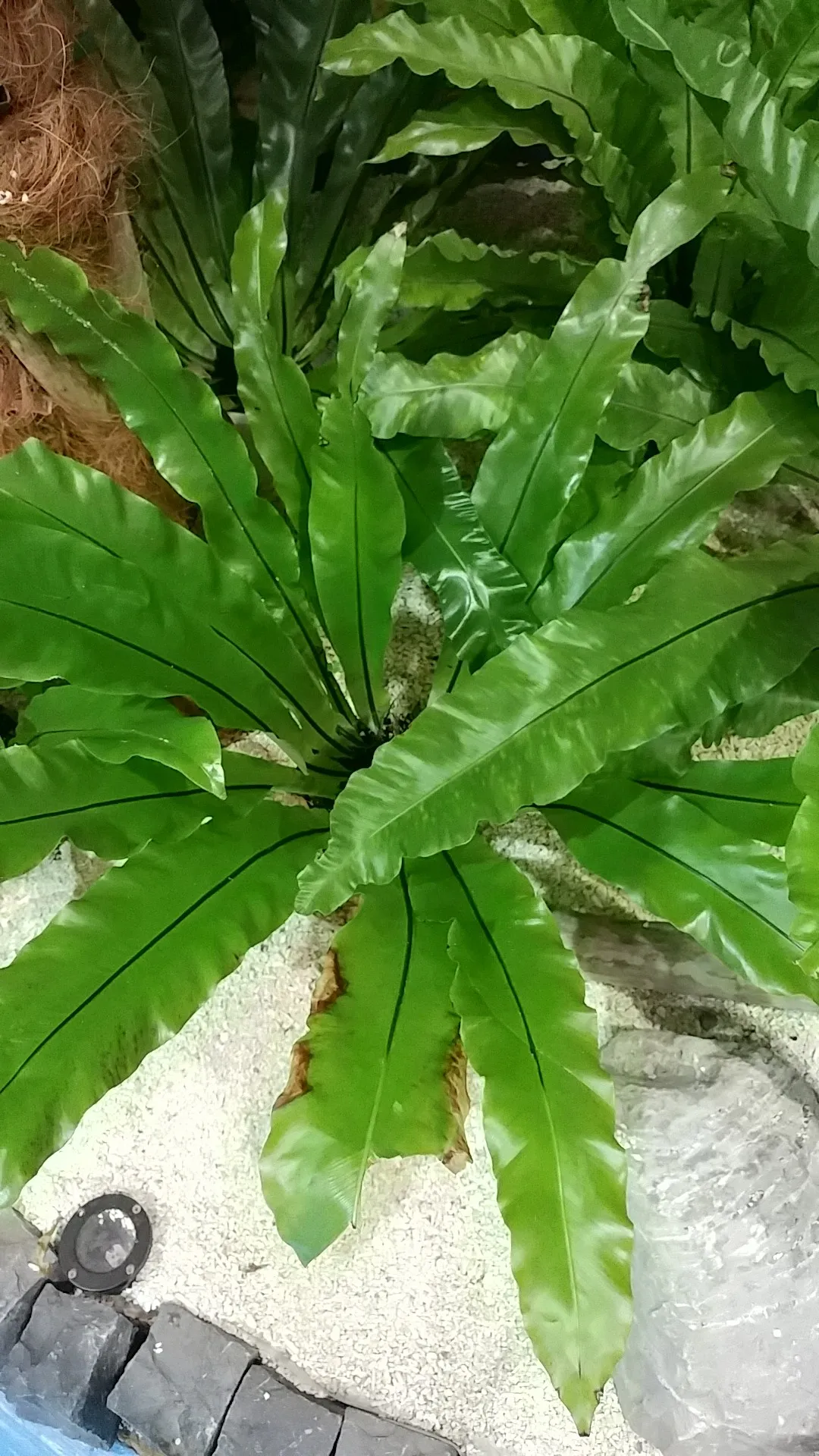 シマオオタニワタリ（島大谷渡）の判定方法 (Asplenium nidus)